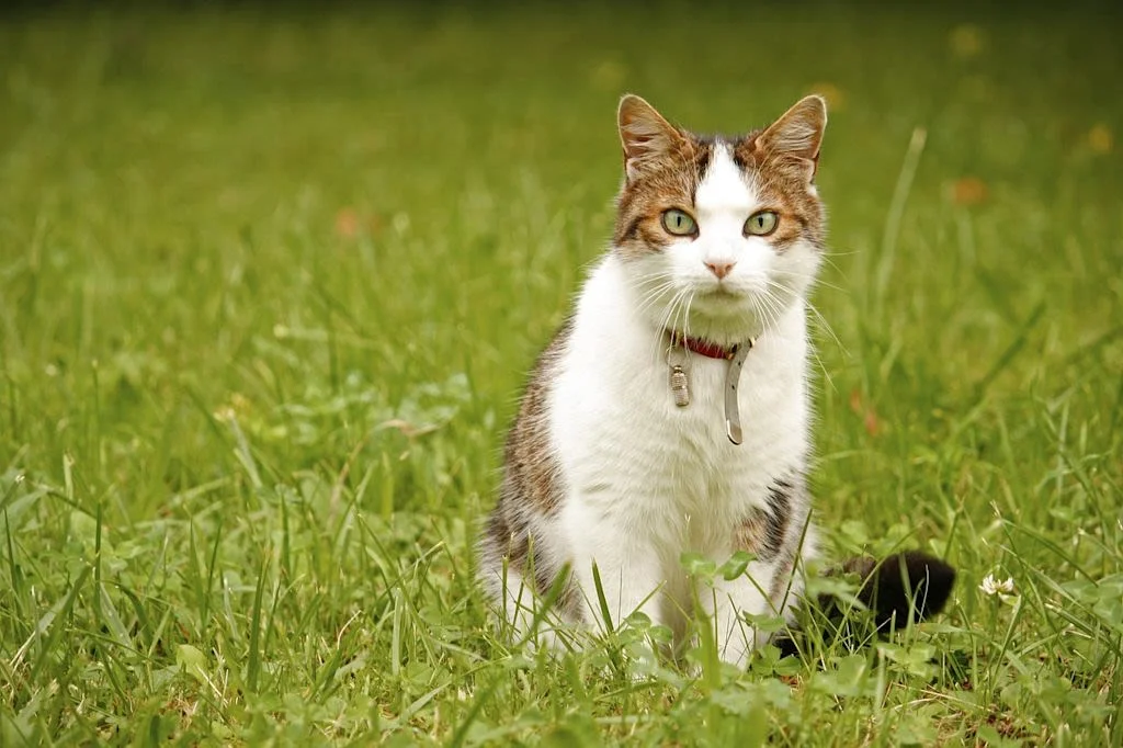 Katze mit Halsband drau&szlig;en