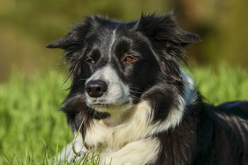 Wie sieht ein Gerstenkorn beim Hund aus?