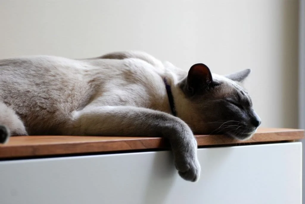 Wie läuft ein CT-Scan bei Katzen ab?