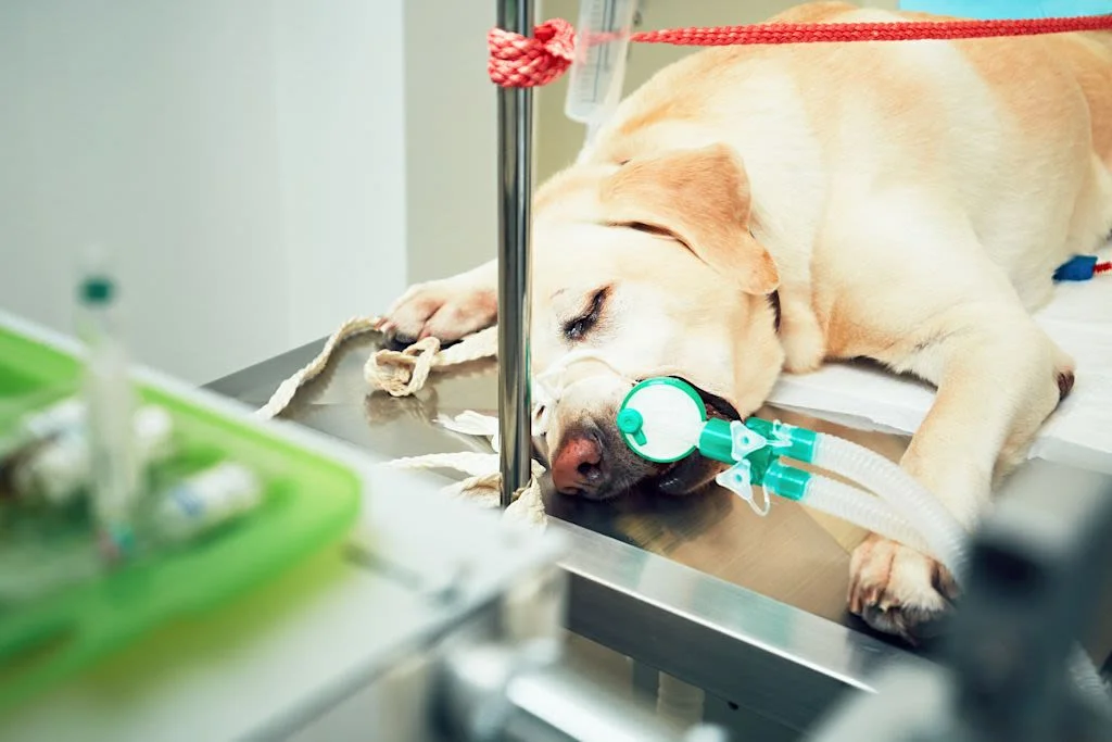 chien anemie labrador hospitalise