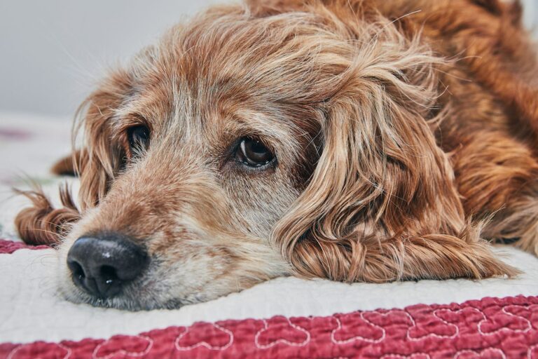 Anämie beim Hund: Ursachen, Symptome, Behandlung und Heilungschancen