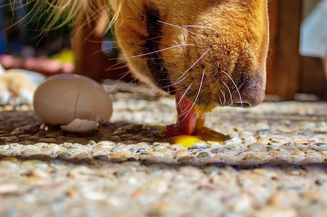 Dürfen Hunde Eier essen? Vorteile und Risiken