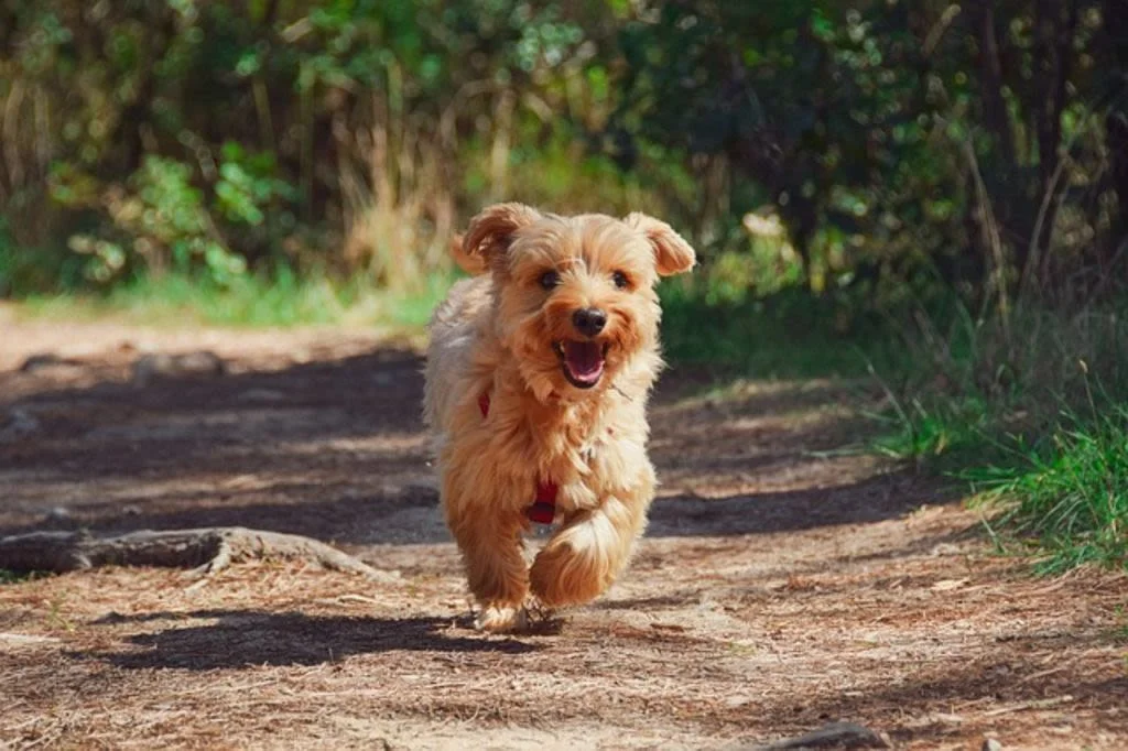 chien male