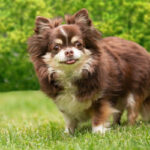 Kleine Hunde sind Trend