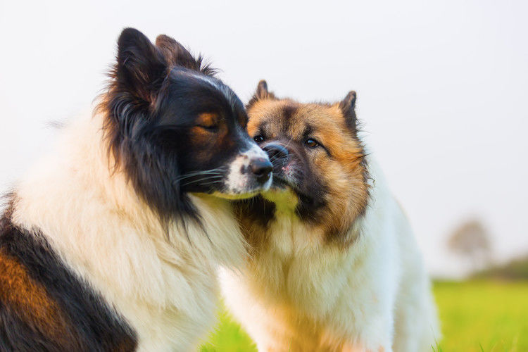 Deckakt beim Hund: Wann ist der richtige Zeitpunkt und was sollten Halter wissen?