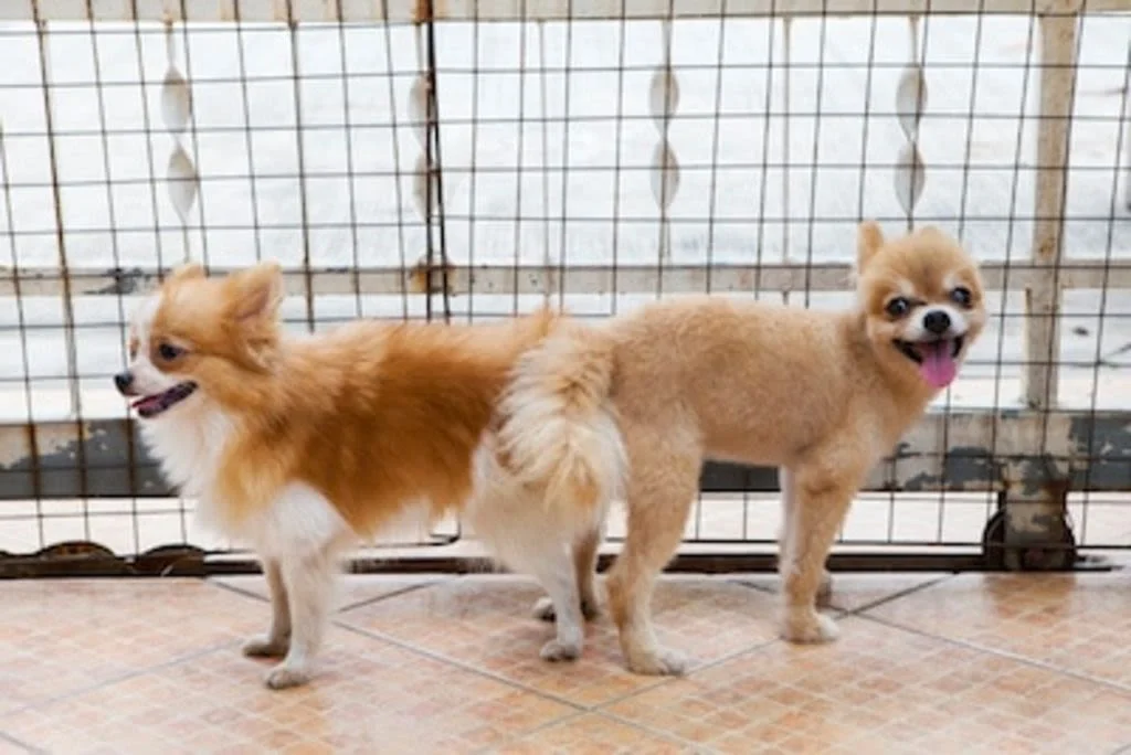 chiens qui restent coll s saillie
