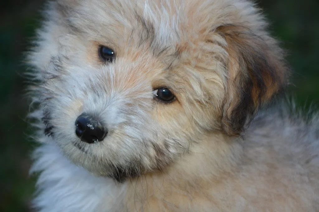 Muss ich mit meinem Hund bei einer Schwellung am Auge unbedingt zum Tierarzt?