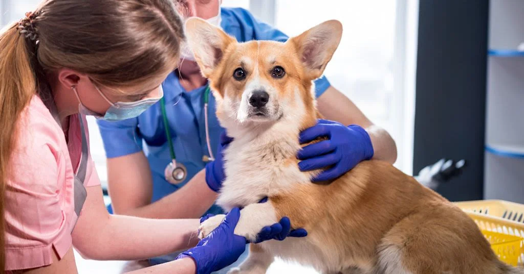 Für eine bestmögliche Therapiewahl ist die tierärztliche Diagnose entscheidend.