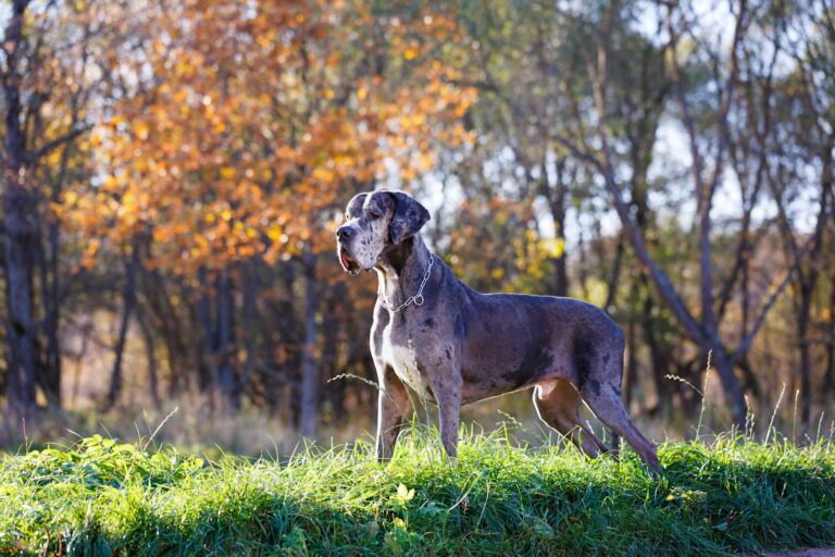 Deutsche Dogge: Charakter, Haltung, Gesundheit & Kosten des sanften Riesen