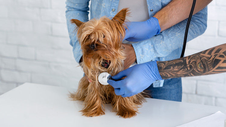 Herzinsuffizienz beim Hund: Symptome früh erkennen und Lebensqualität erhalten