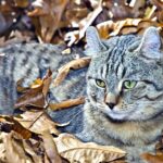 Katze in Herbstlaub