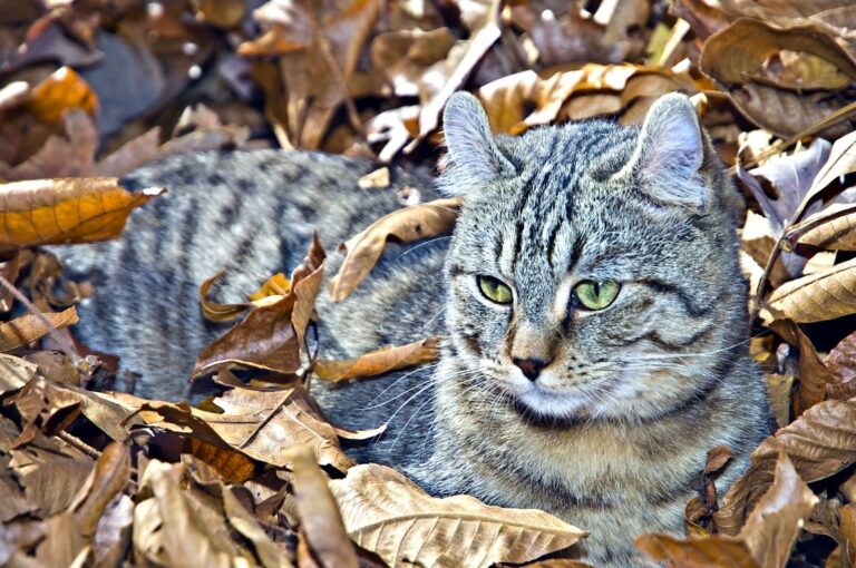Highland Lynx (Highlander Katze) – Charakter, Preis, Haltung und Besonderheiten