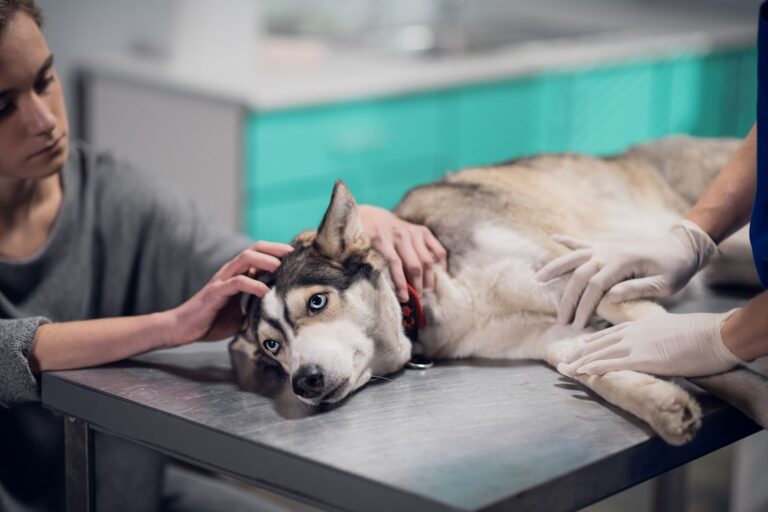 Leukämie beim Hund: Symptome, Diagnose & Heilungschancen