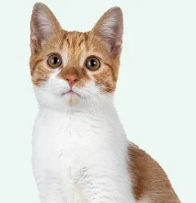 Kat