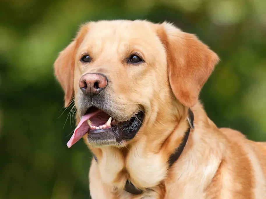 Labrador 43