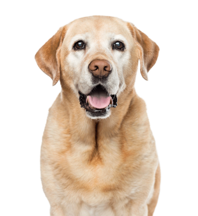 Labrador 151dac18 Ef7b 46aa A253 Ef22849bb280