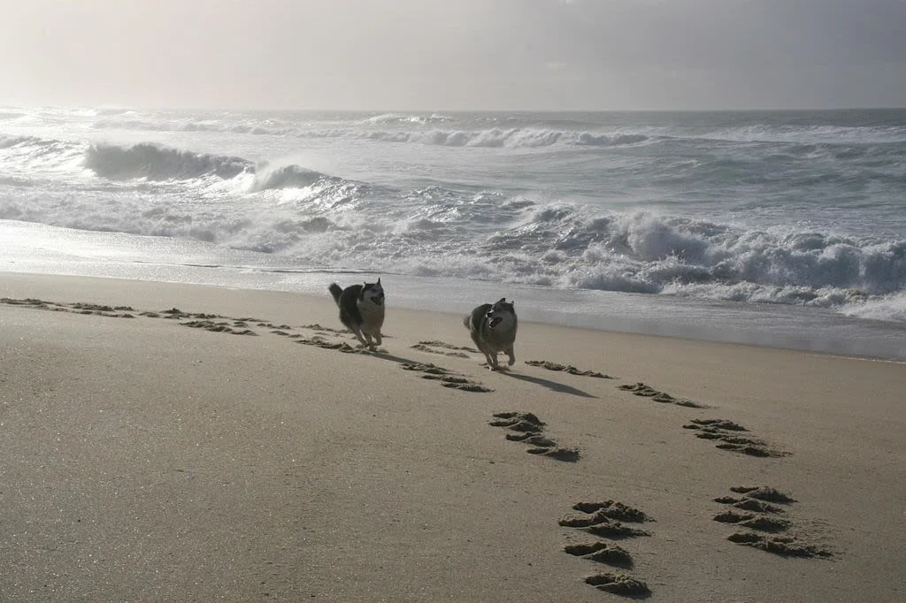 Rennende Huskys am Strand