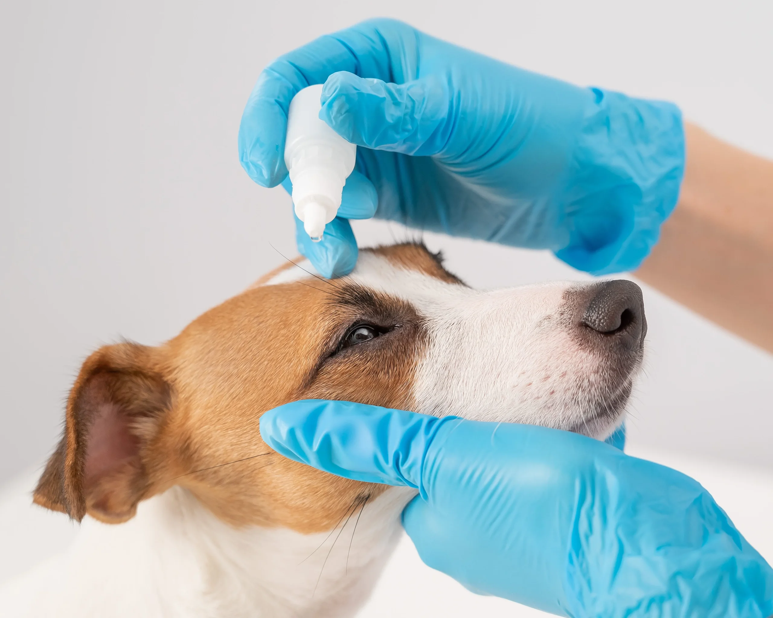 Hundekrankheiten