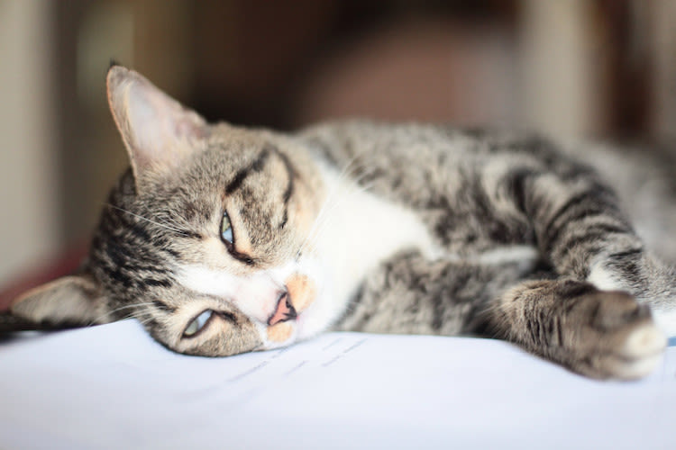 Lungenödem bei Katzen: Was tun, wenn Ihre Katze schlecht Luft bekommt?