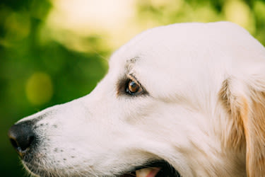 Hilfe – hat mein Hund ein Gerstenkorn? Tipps & Checkliste für Hundehalter