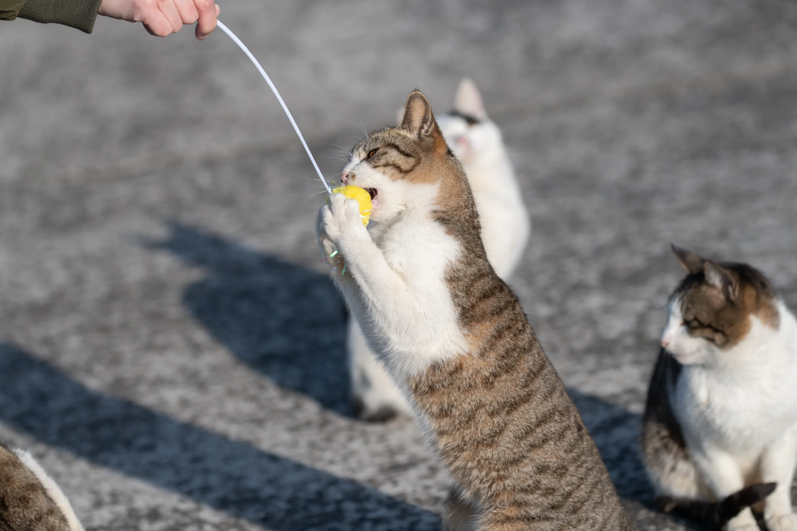 Erziehung und Verhalten von Katzen