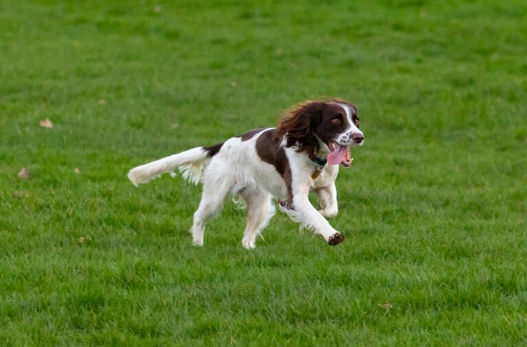 English Springer Spaniel – aktiver Familienhund mit Jagdleidenschaft