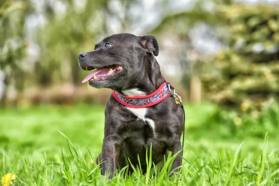 Staffordshire Bull Terrier Staffie Assurance Santevet