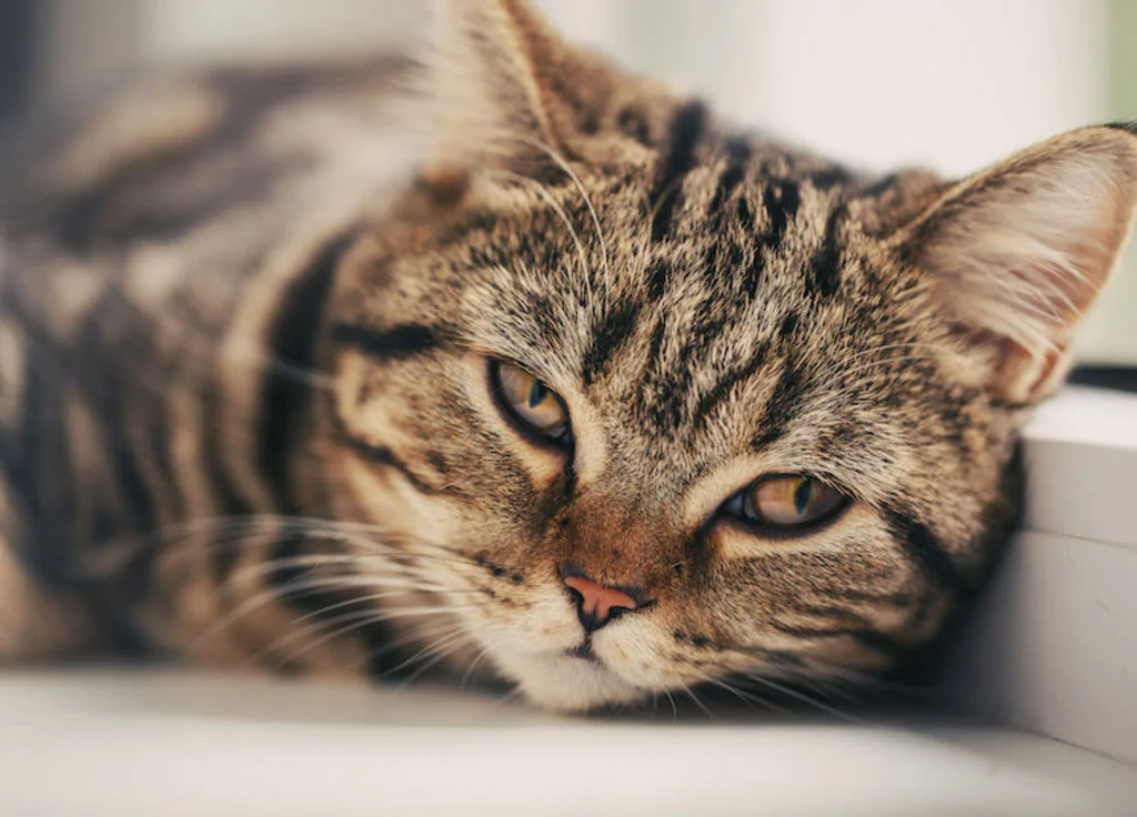 Müde Katze