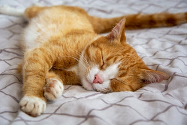 CT-Untersuchung bei Katzen: Wann ist sie sinnvoll und was kostet sie?