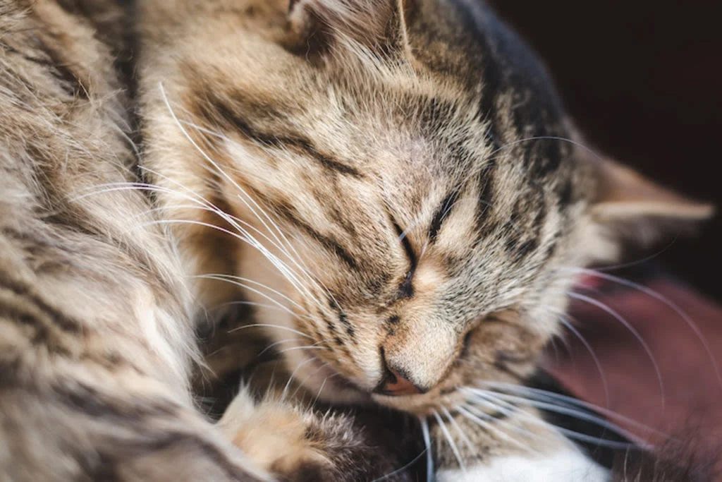 Schlafende Katze