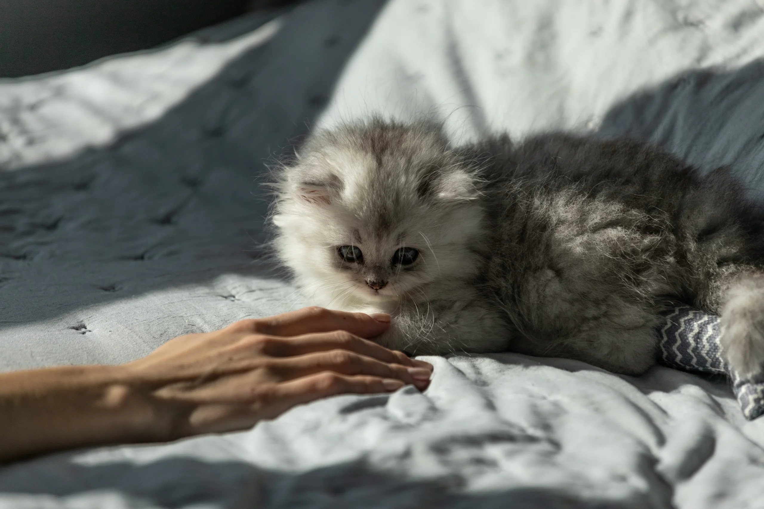 Katzenpflege