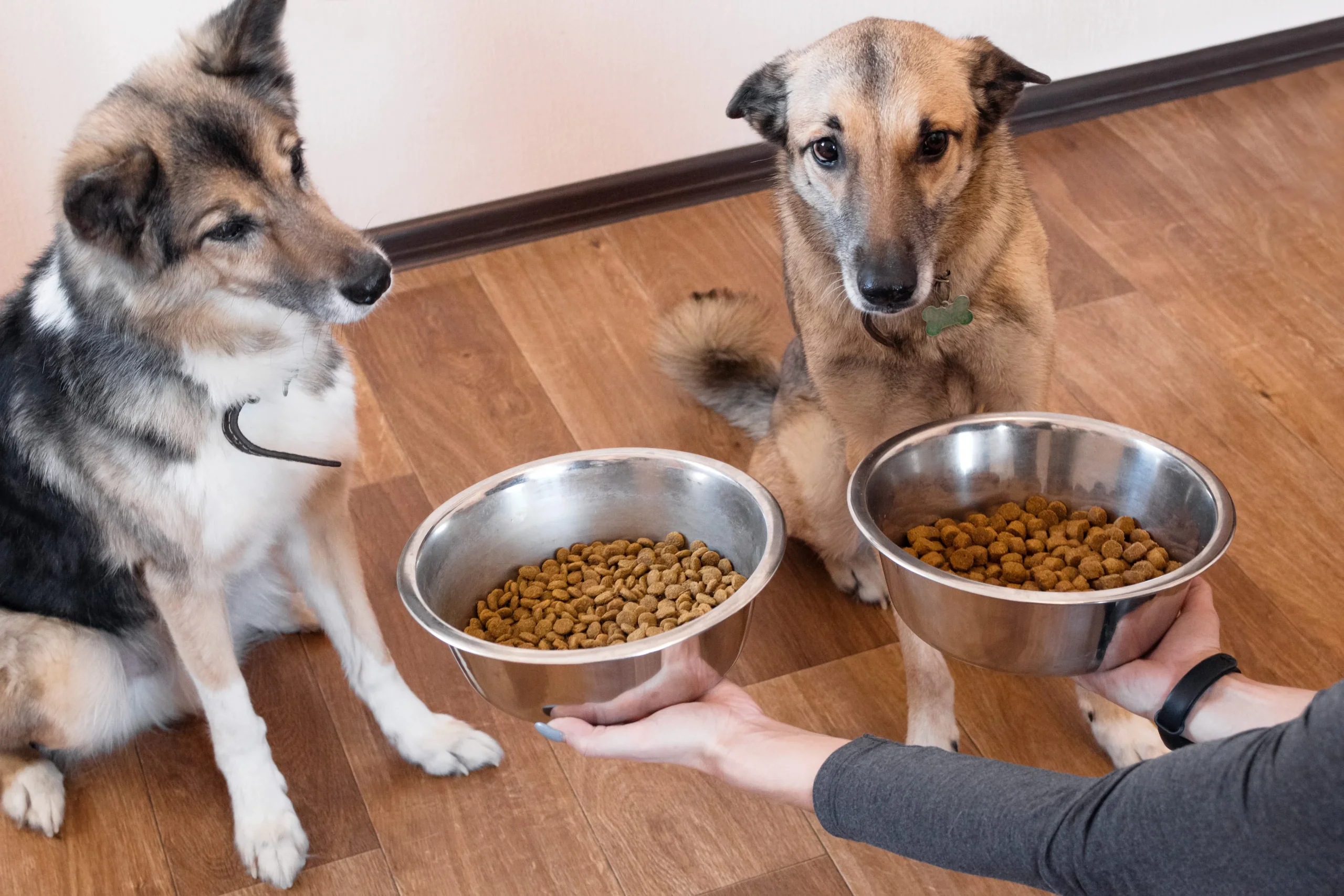 Ernährung von Hunden