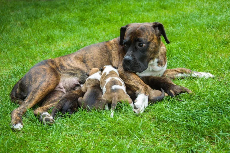Gesäugeentzündung beim Hund: Symptome und Ursachen
