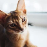 Die Katzen sind sehr elegant