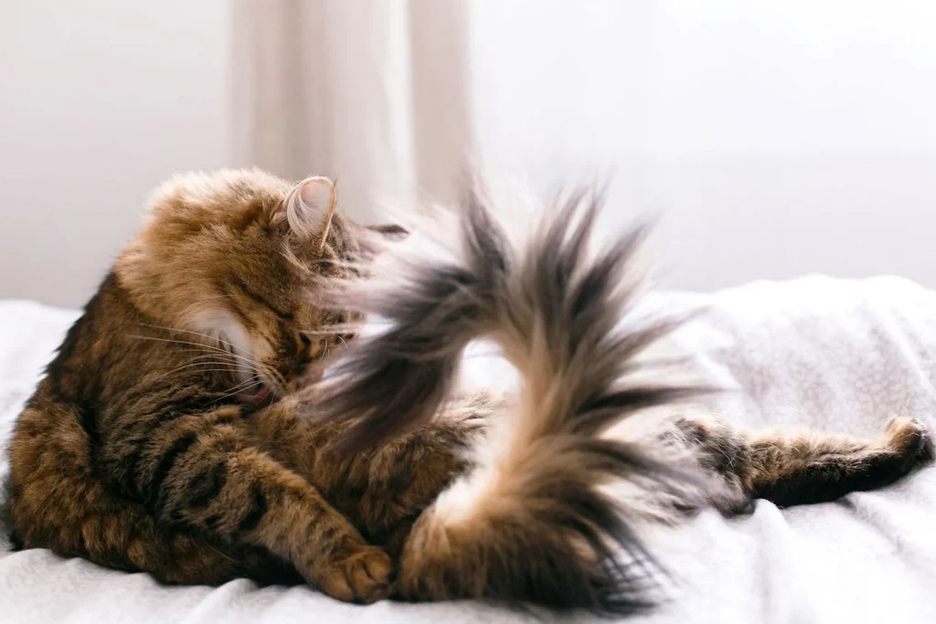 Hilfe – Ist der Schwanz meiner Katze gebrochen? Symptome & Behandlung bei Schwanzbruch