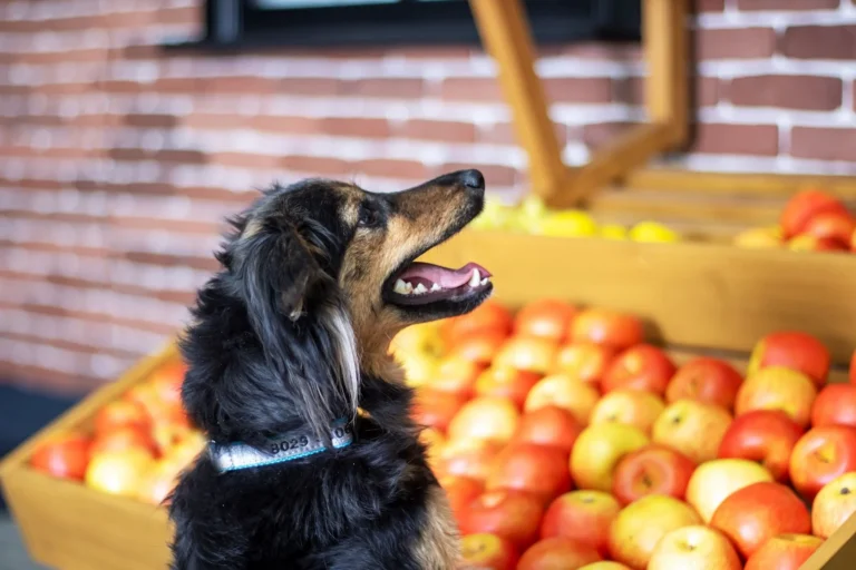 Welche Früchte sind für Hunde verboten?