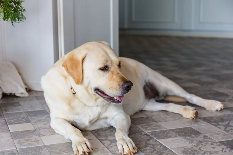 Insulinom beim Hund: Symptome, Diagnose und Behandlung