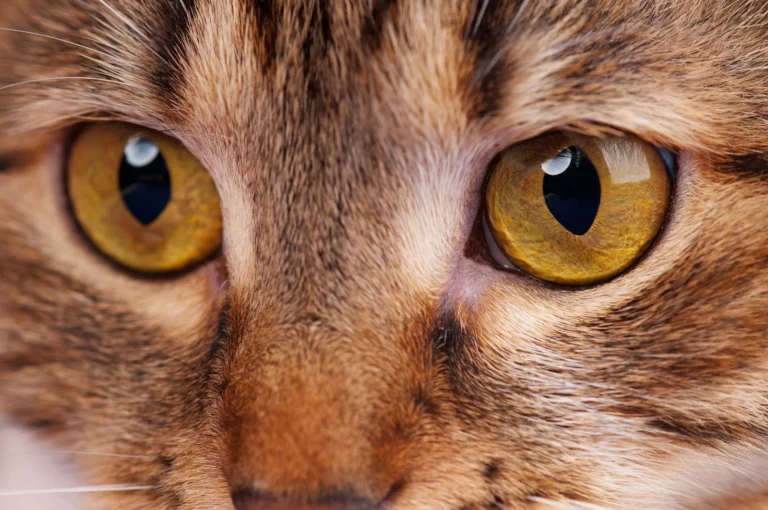 Was ist ein Entropium (Rolllid) bei Katzen?