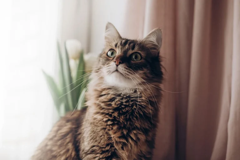 Gesäugetumoren bei Katzen (Mammatumor): Symptome, Behandlung und Prognose