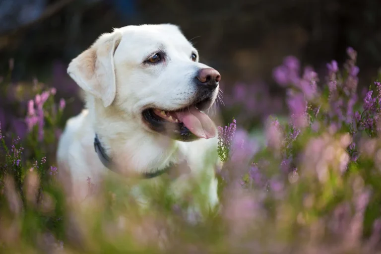 Dermatose beim Hund: Ursachen, Symptome & Behandlung