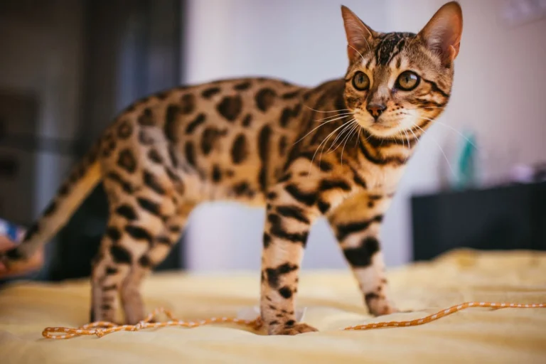 Seltene Katzenrassen: die schönsten und teuersten Katzen der Welt