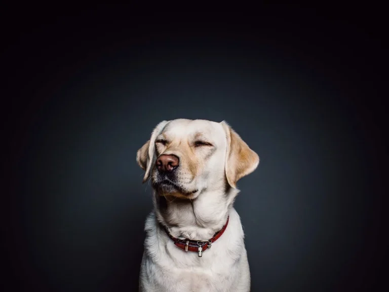 Antihistaminika für Hunde: Welche Medikamente helfen bei Allergien und Juckreiz?