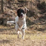 Der Französische Spaniel ist ein Jagdhund