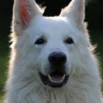 Berger Blanc Suisse