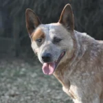 Roter Australien Cattle Dog draußen