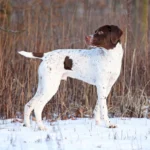 Freundlich, aber anspruchsvoll: der Französische Vorstehhund