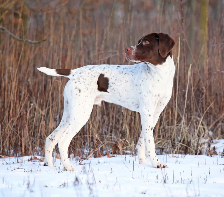Französischer Vorstehhund: Charakter, Haltung und Gesundheit 