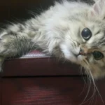 Zahlreiche Katzenrassen benötigen viel Pflege