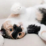 Dreifarbige Katze spielt auf Sofa
