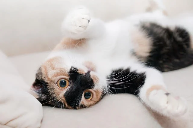 Glückskatze: Die dreifarbige Katze und ihre Geschichte